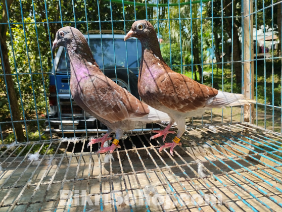 1 pair running red chequer